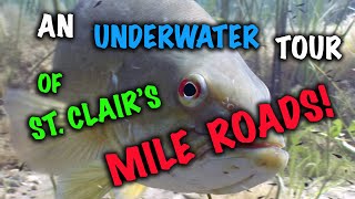 An Underwater Tour of Lake St Clairs Mile Roads [upl. by Anigger291]