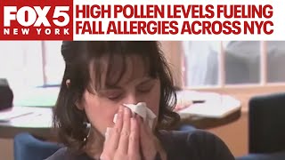 High pollen levels fueling fall allergies across NYC [upl. by Vaughan]