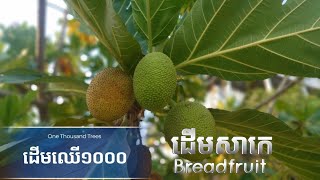 ដើមសាកេ  Breadfruit Tree [upl. by Katsuyama291]