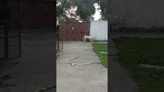 DOGO ARGENTINO dog americanbully pitlove dogbreed pitbullegatos dragonspitkennel motivation [upl. by Huai32]