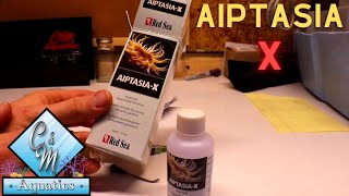 How to use aiptasia x [upl. by Ahsitauq]