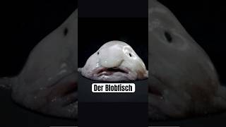 Der Blobfisch hässlichster Fisch der Welt wissenswert biologie tierfakten fakten tiefsee [upl. by Natascha]