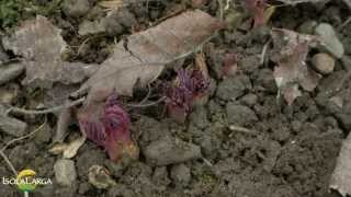 Dicentra spectabilis propagazione [upl. by Harrington]