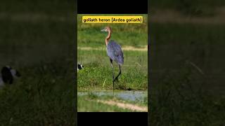 Goliath heron Ardea goliath life birds beautiful goliath herons [upl. by Irmina]