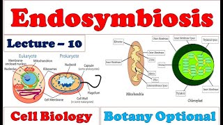 Theory of Endosymbiosis Evidences Mitochondria amp Chloroplast Origin Symbiosis Prokaryotes [upl. by Cirillo699]