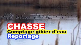 CHASSE  Comptage des oiseaux deau [upl. by Agni]