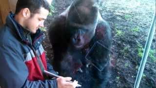 Louisville Zoo Gorilla Likes Ipad [upl. by Neelahtak]