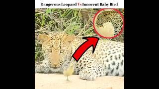 Dangerous Leopard Vs Innocent Baby Bird shorts youtubeshorts factsfever [upl. by Fisa]