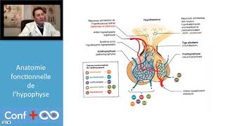 Adénome hypophysaire anatomie fonctionnelle de lhypophyse  Topo CONF [upl. by Uzial982]