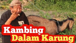 Eps 32 KAMBING DALAM KARUNG GUSI Guyon Berisi [upl. by Fianna193]