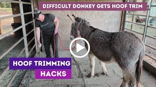 How to handle a difficult donkey during hoof trimming [upl. by Odrude36]