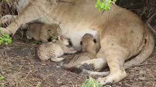 Tiny newborn lion cubs Serengeti  African Family Safaris [upl. by Buine]