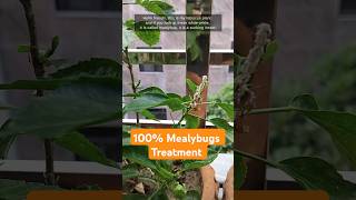 Mealybugs Treatment  100 Effective Way shorts gardentips garden [upl. by Martinez496]