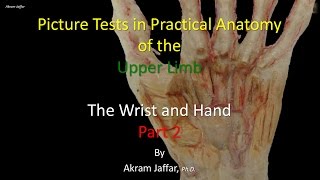 Picture Test in upper limb Anatomy Wrist and Hand 2 [upl. by Grunberg685]