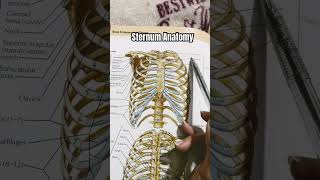 Sternum Anatomy snell anatomy  anatomy  diagram lecture [upl. by Kemble625]