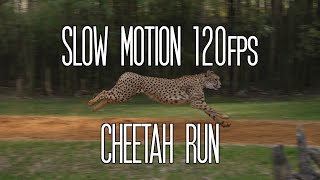 Cheetah Run demonstration 4K Slow Motion Busch Gardens Tampa Bay [upl. by Aehsrop223]