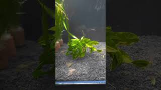 aquascape aquarium aquatic daurhidup [upl. by Jehiah]