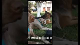 Disfruta del equilibrio canino dogs dogtraining paseoscaninos [upl. by Ahsenid]