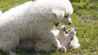 Grooming Your Great Pyrenees Tips amp Tricks [upl. by Naraj]