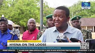 CS Mutua Attacks on the rise due to hyena overpopulation  primeafricanews [upl. by Mauretta]