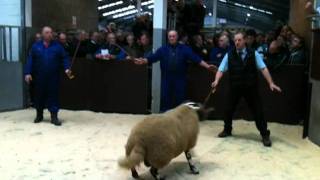 Blackface sheep sold at Lanark for £42000 from Dean Aitken Upper Cleugh [upl. by Carleton]