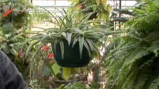 Easy Care Spider Plants amp Exotic Ferns [upl. by Notnyw]