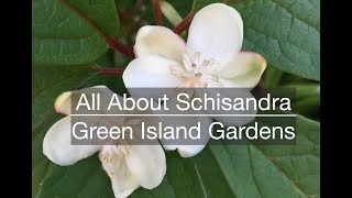 All About Schisandra [upl. by Merle]