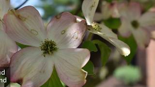 Plant Profile Dogwood Trees [upl. by Suiradal]