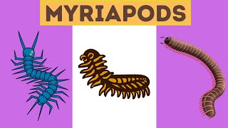 Myriapods Characteristics [upl. by Philbo]