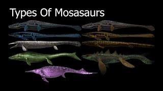 Types Of Mosasaurs [upl. by Lesya]