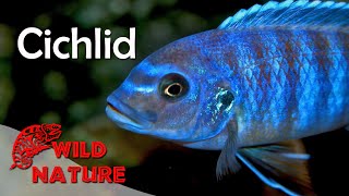 Lake Malawi Cichlids  WILD NATURE [upl. by Cire324]