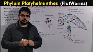 Phylum Platyhelminthes  Flatworms General Characteristics [upl. by Ahsata677]