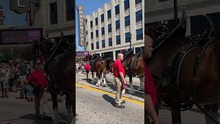 Budweiser Clydesdales in Downtown Muskegon MI budweiser clydesdale horses muskegon michigan [upl. by Enyrb]