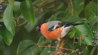 Camachuelos comunes en Ramales de la Victoria [upl. by Bloomer605]