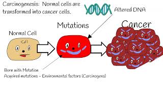 Carcinogenesis  Mechanism of action ProtoOncogenes vs Oncogenes tumor suppressor gene P53 [upl. by Haron869]