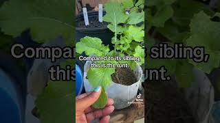 This is why you should companion plant‼️ garden viral foryou nature plants gardeningideas [upl. by Eelan]