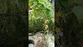 Plant and caring cucumbers in pots [upl. by Macmullin291]