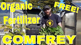 Comfrey Tea Organic Fertilizer Do It Right [upl. by Maunsell]