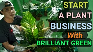 START A PLANT BUSINESS  WHOLESALE PRICE AVAILABLE plantzilla bhl [upl. by Yesllek]