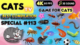 CAT Games  Ultimate Cat TV Compilation Vol 113 ✅ Episode SPECIAL ✅ 8 HOURS 🐝🐞🦋🦎🦜🐜🐭🧵 [upl. by Ahsinyd460]