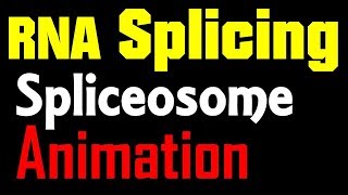 RNA Splicing Animation  spliceosome mediated splicing [upl. by Hulton]