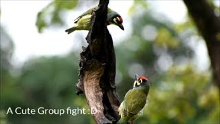 Coppersmith barbet Natures Beautiful Creation Anushaktinagar Mumbai HD [upl. by Kenwrick86]