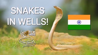 Deadly venomous snakes rescued from wells in India cobras and Banded krait [upl. by Eng]