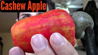 Cashew Apple Review  Weird Fruit Explorer Ep 186 [upl. by Mccowyn]