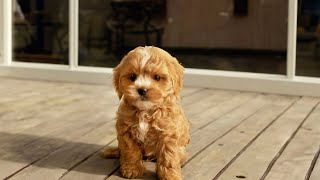 Puppy Growing from 2 month to 8 month  Cavoodle [upl. by Nailluj582]