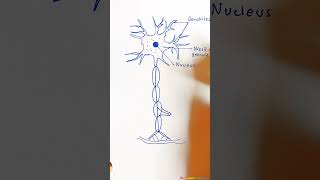 Draw neuron easy for exam shorts [upl. by Ijnek794]