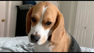 How my beagle wakes me up [upl. by Nnaeus]