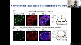 Oncoprotein transcription factor MYC undergoes phase separation that differentially modulates the [upl. by Eilyak501]