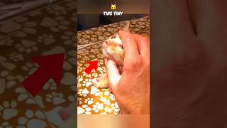 Watch as a huge parasite is extracted from a tiny kittens nostril shorts cat viralshorts [upl. by Valry]