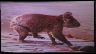 Qantas Airways Australia Historic Koala TV Commercial 10  quotI hate Qantasquot [upl. by Ateuqal]